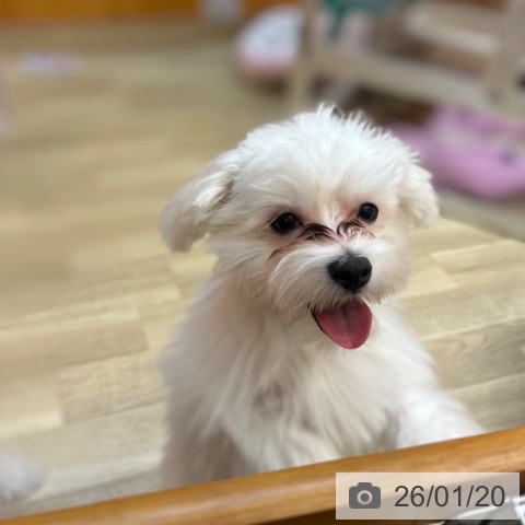 兵庫県のマルチーズ (ペットプラス 姫路大津店/2025年8月10日生まれ/男の子/ホワイト)の子犬の4枚目の画像