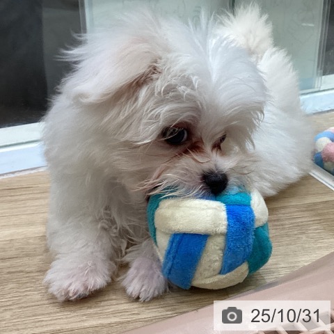 マルチーズの写真