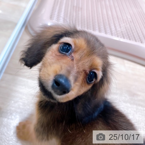 ミニチュア・ダックスフンドの写真