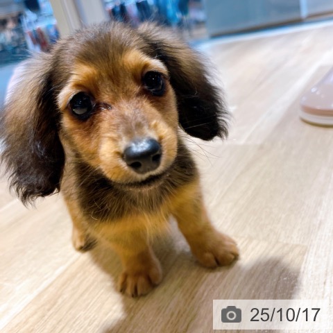 ミニチュア・ダックスフンドの写真