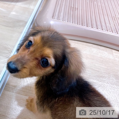 ミニチュア・ダックスフンドの写真