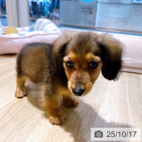 ミニチュア・ダックスフンドの写真