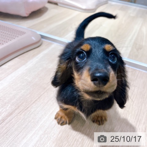 ミニチュア・ダックスフンドの写真