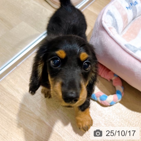 ミニチュア・ダックスフンドの写真
