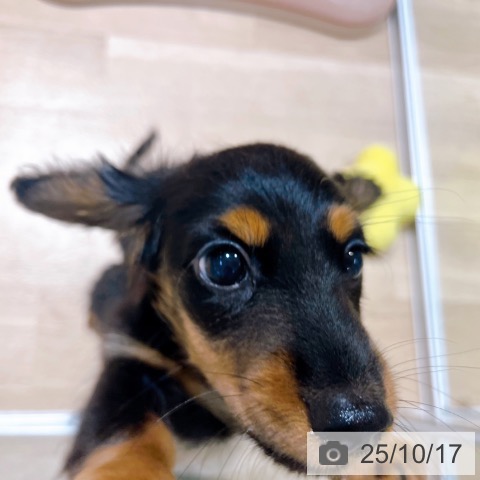 ミニチュア・ダックスフンドの写真