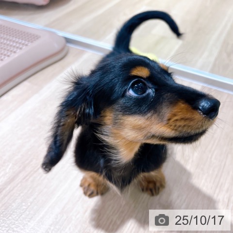 ミニチュア・ダックスフンドの写真