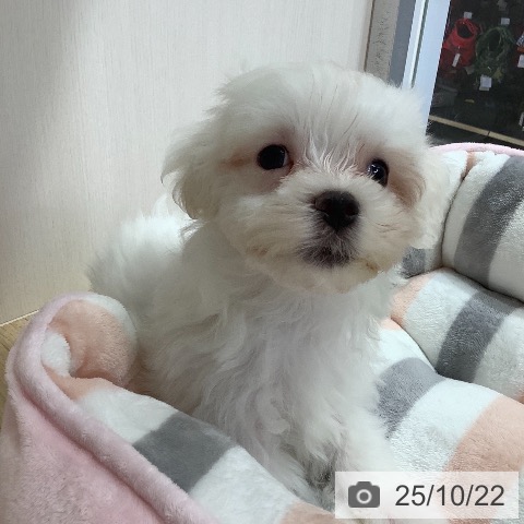 マルチーズの写真