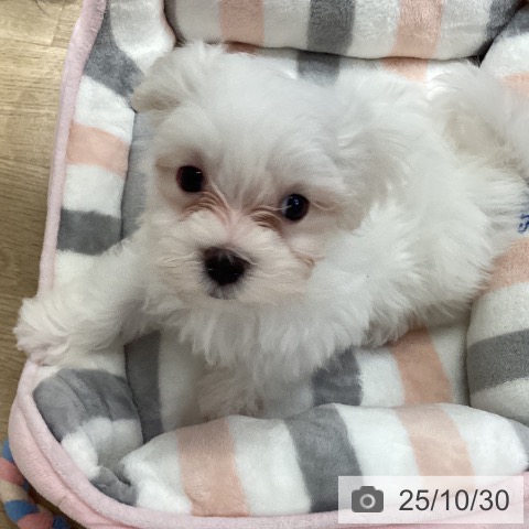 マルチーズの写真