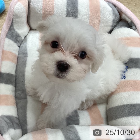 マルチーズの写真