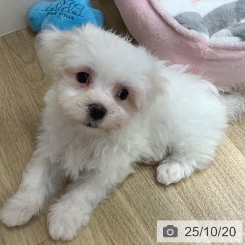 マルチーズの写真