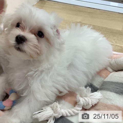 マルチーズの写真