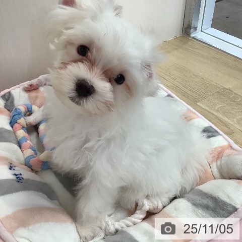 マルチーズの写真