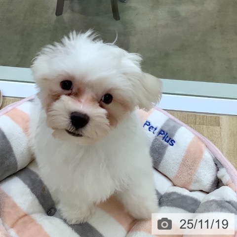 マルチーズの写真