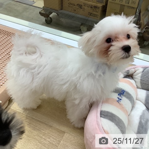 マルチーズの写真