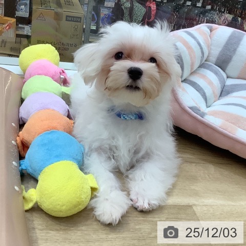 マルチーズの写真