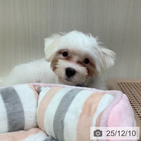 マルチーズの写真