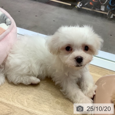 マルチーズの写真