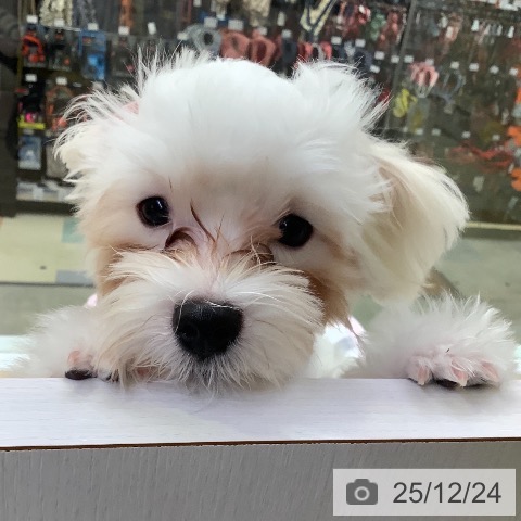 兵庫県のマルチーズ (ペットプラス 明石店/2025年8月17日生まれ/男の子/ホワイト)の子犬の4枚目の画像