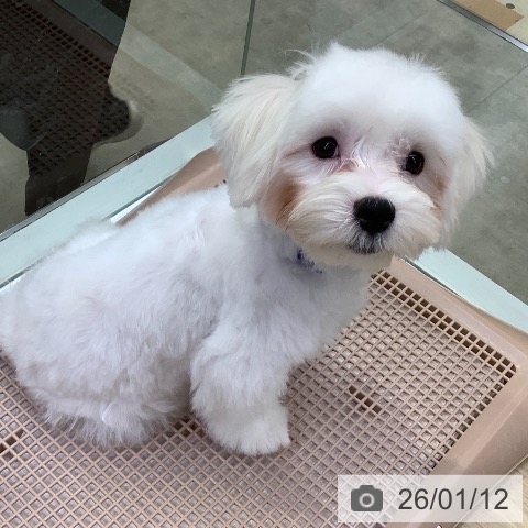 兵庫県のマルチーズ (ペットプラス 明石店/2025年8月17日生まれ/男の子/ホワイト)の子犬の4枚目の画像