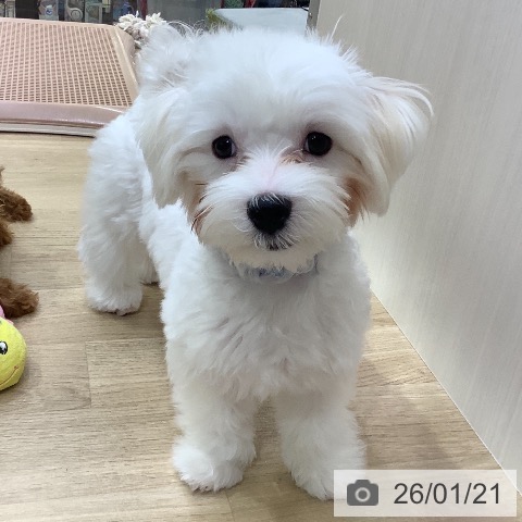 兵庫県のマルチーズ (ペットプラス 明石店/2025年8月17日生まれ/男の子/ホワイト)の子犬の4枚目の画像