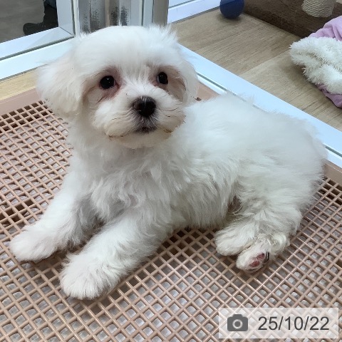 マルチーズの写真