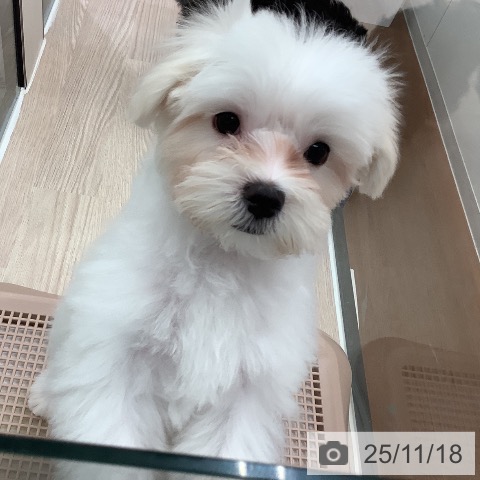 大阪府のマルチーズ (ペットプラス 大阪ドームシティ店/2025年8月17日生まれ/男の子/ホワイト)の子犬の4枚目の画像