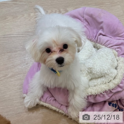 大阪府のマルチーズ (ペットプラス 大阪ドームシティ店/2025年8月17日生まれ/男の子/ホワイト)の子犬の4枚目の画像