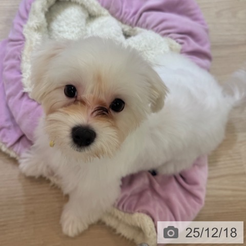 大阪府のマルチーズ (ペットプラス 大阪ドームシティ店/2025年8月17日生まれ/男の子/ホワイト)の子犬の3枚目の画像