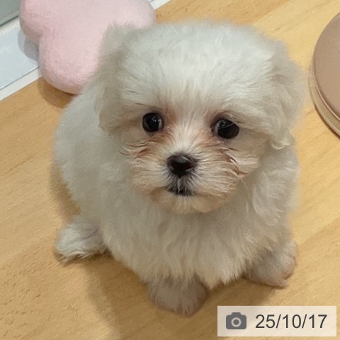 マルチーズの写真