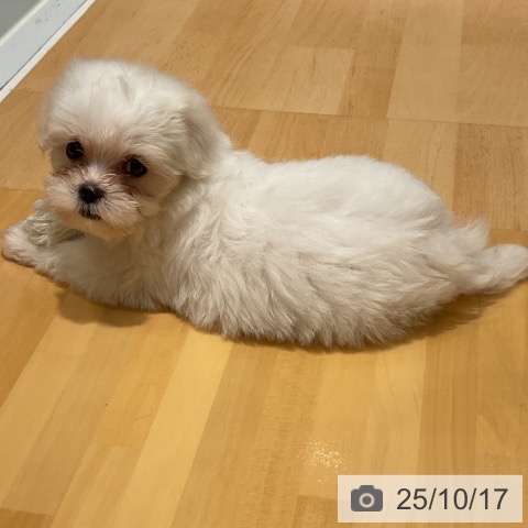 マルチーズの写真