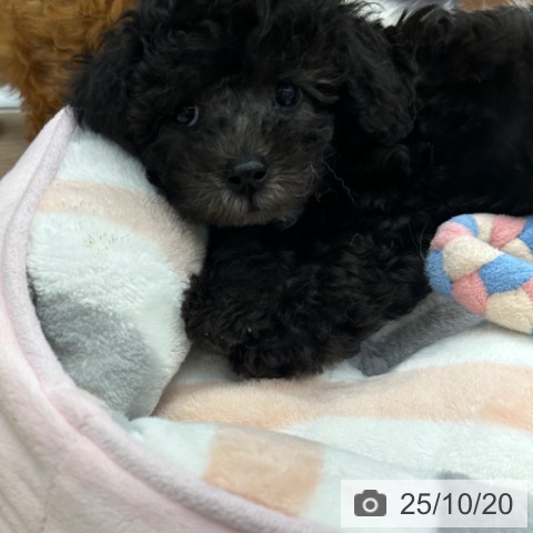 トイ・プードルの写真