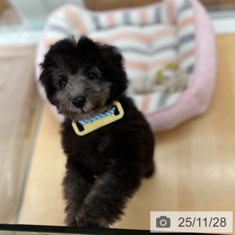 トイ・プードルの写真