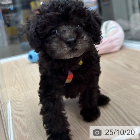 トイ・プードルの写真