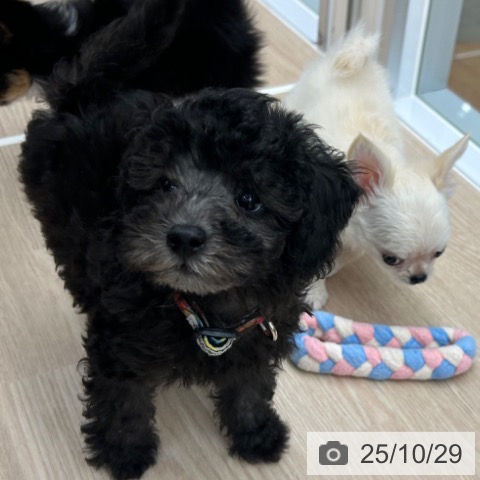 トイ・プードルの写真