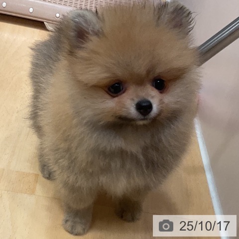 ポメラニアンの写真