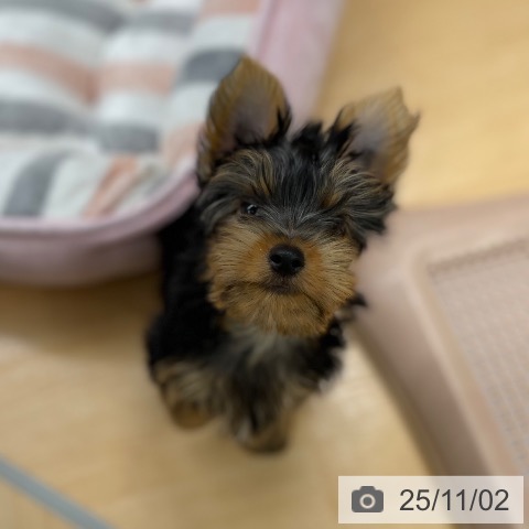 ヨークシャー・テリアの写真