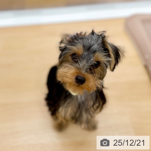 ヨークシャー・テリアの写真