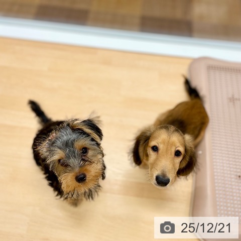 ヨークシャー・テリアの写真