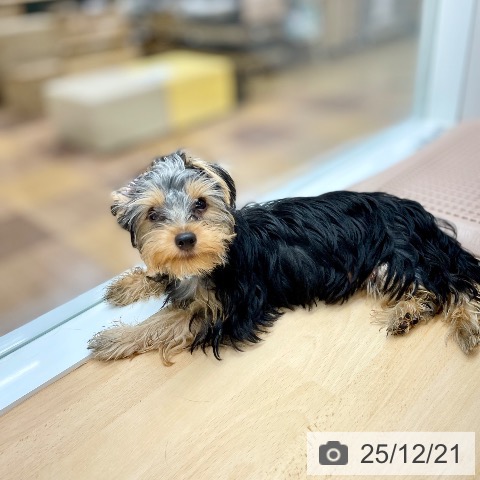 ヨークシャー・テリアの写真