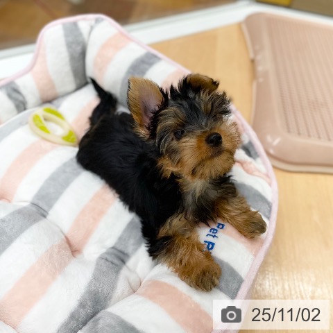 ヨークシャー・テリアの写真