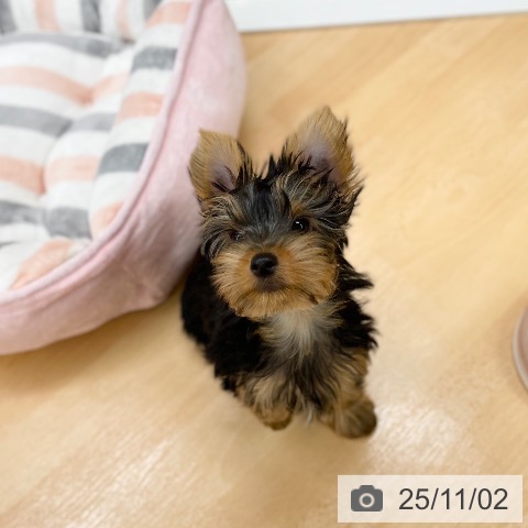 ヨークシャー・テリアの写真