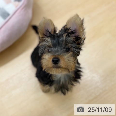 京都府のヨークシャーテリア (ペットプラス 醍醐店/2025年8月15日生まれ/男の子/スチールブルータン)の子犬の4枚目の画像