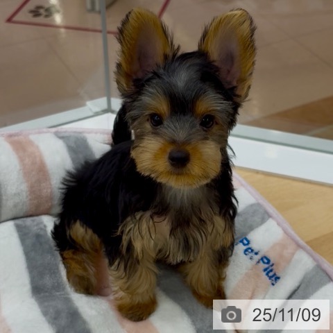 京都府のヨークシャーテリア (ペットプラス 醍醐店/2025年8月15日生まれ/男の子/スチールブルータン)の子犬の3枚目の画像