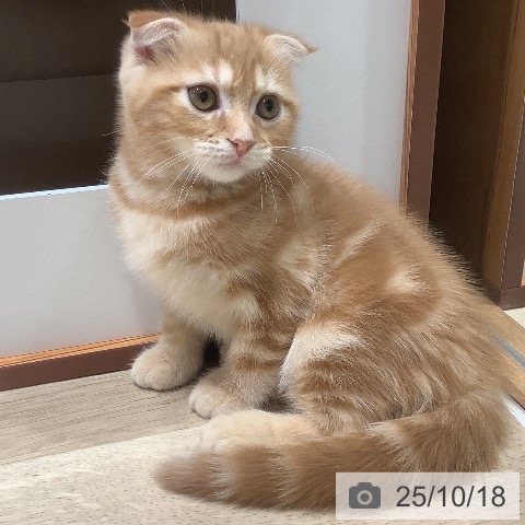スコティッシュフォールドの写真