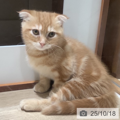 スコティッシュフォールドの写真