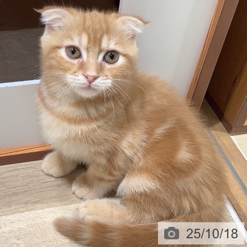 スコティッシュフォールドの写真