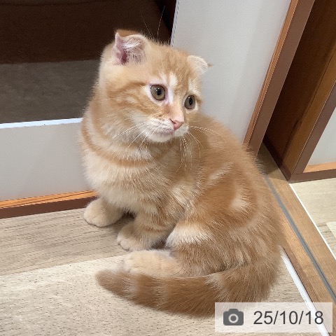 スコティッシュフォールドの写真