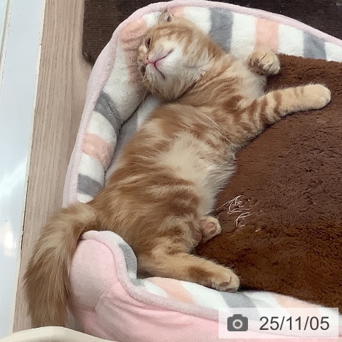 京都府のスコティッシュフォールド (ペットプラス 久御山店/2025年8月13日生まれ/男の子/レッドタビー)の子猫の4枚目の画像