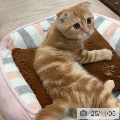 京都府のスコティッシュフォールド (ペットプラス 久御山店/2025年8月13日生まれ/男の子/レッドタビー)の子猫の3枚目の画像