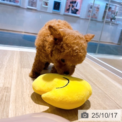 トイ・プードルの写真